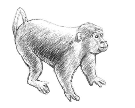 Monkeys Drawings