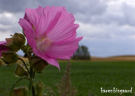 Karen S Nature Photography Pink Malva Moschata Flower In Front Of