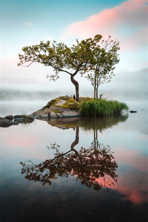 The Lone Tree At Rydal Water Lake District Uk Oc 3673x5510 R
