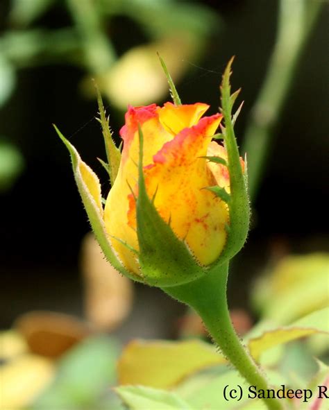 Pin By Syeda Nayab Zahra On Rose Bud Rose Buds Flowers Rose