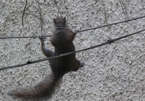 Download clever squirrel jump pc for free at browsercam. Oops! | Squirrels are so agile and so clever. I watched ...