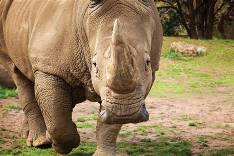 Pay to park in the surrounding streets or take public transport. Southern White Rhinoceros | Perth Zoo