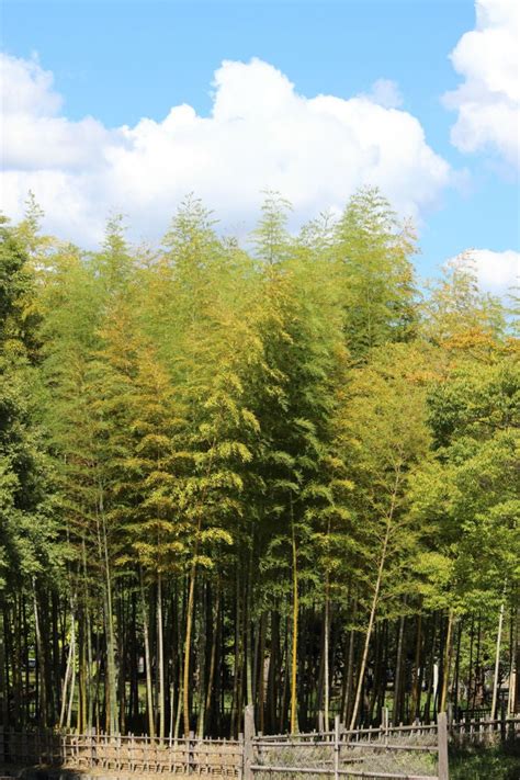 How Tall Can Evergreen Trees Grow The Tracheids Try To Prevent Such