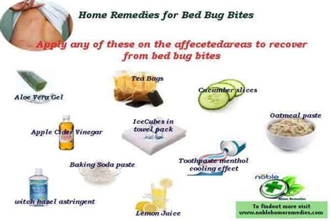 10 Effective Bed Bug Bites Home Remedies And Preventions