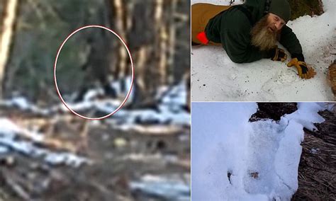 Bigfoot Expert Claims Video Is Compelling Evidence Until He Probes
