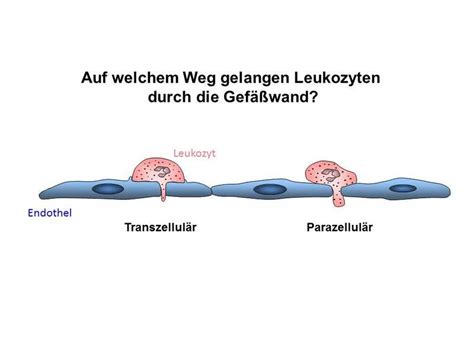 Wie Leukozyten Die Wand Der Blutgefäße Durchdringen Max Planck