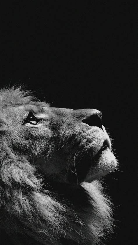 Lion Iphone Wallpaper 79 Images