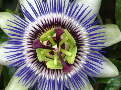 Blue Passion Flower Passiflora Caerulea Organic Flowering