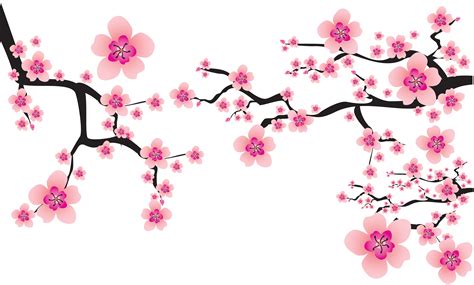 Cherry blossom Cerasus Clip art - sakura png download - 7165*4313 png image