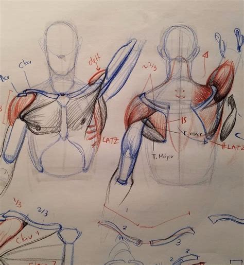 Figure Drawing Tutorial Male Figure Drawing Figure Drawing Reference