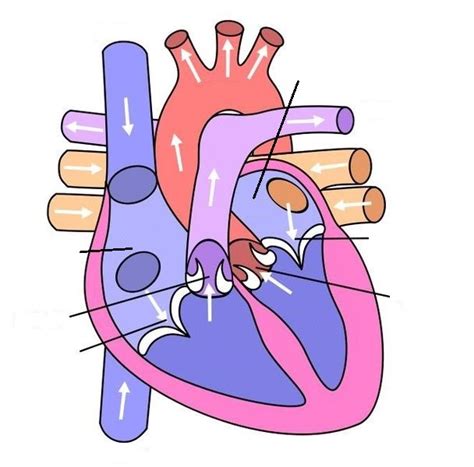Filediagram Of The Human Heart No Labels Wikimedia Commons
