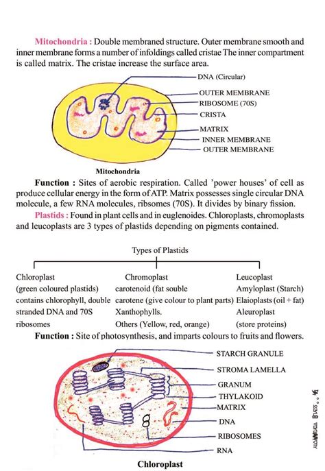 Cell The Unit Of Life Notes For Class 11 Biology PDF OneEdu24