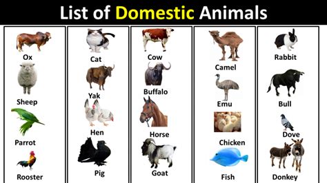Domestic Animals Define Archives