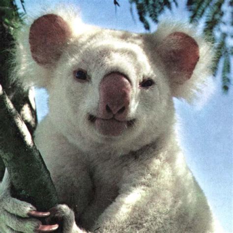 Albino Koala 코알라 알비노 Image Only