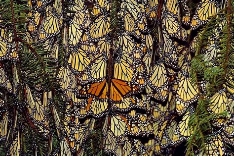 La Réserve De Biosphère Du Papillon Monarque Près Dun Milliard De
