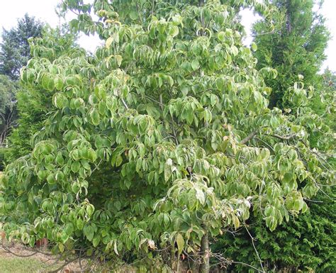 100, restaurant, gaststätten, restaurants und Solitärer Chinesischer Blumenhartriegel Cornus kousa var ...