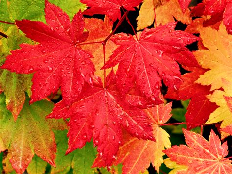 Maple Leaf Wallpapers High Quality Download Free