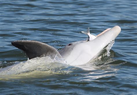 F199 Sarasota Dolphin Research Program