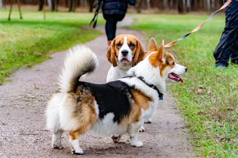 Beagles Vs Corgis Similarities And Differences Etcpets