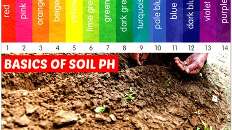What Is Soil Ph This Is Why Soil Ph Is Important For Your Garden