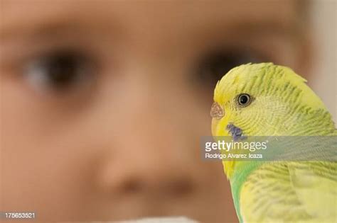Girl Parakeet Photos And Premium High Res Pictures Getty Images