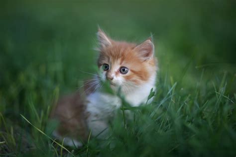 Cute Kitten Sitting In The Grass