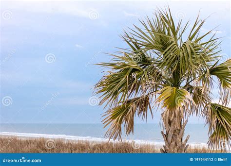 South Carolina Palmetto Tree With Copy Space Stock Photo Image Of