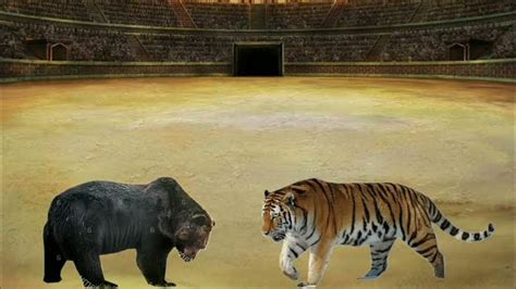 Ussuri Brown Bear And Ngandong Tiger Size Comparison Youtube