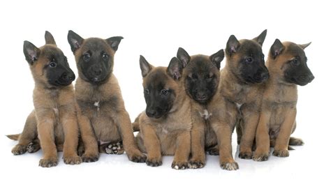 Is This A Malinois Puppy Page Ar Com
