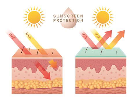 The Importance Of Melanin In Protecting The Skin Hexis Lab