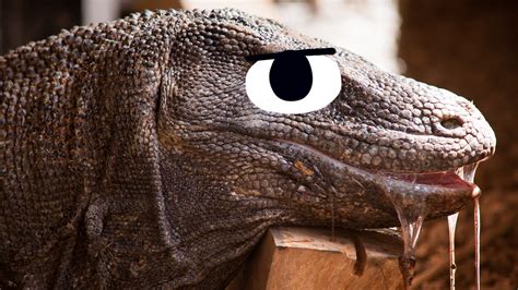 15 Interesting Fun Facts About Komodo Dragons Beano