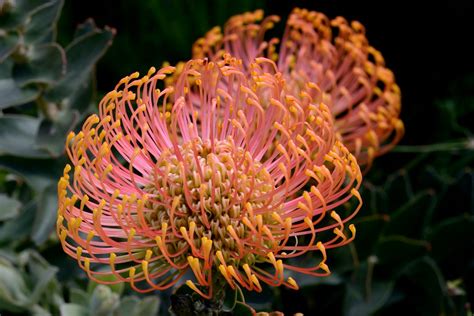 South African Flowers Attn Jomike Avforums