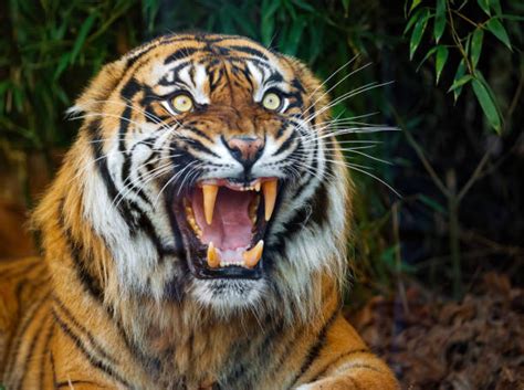 Tiger Angry Stock Photos Pictures And Royalty Free Images Istock