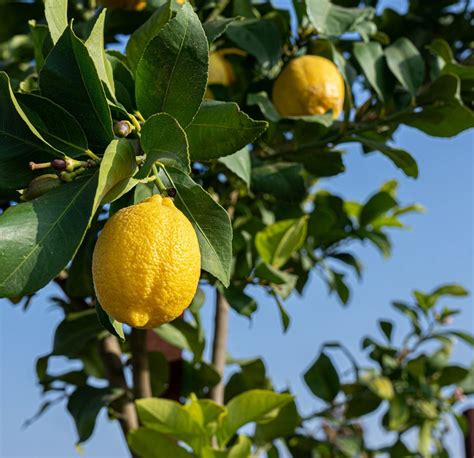 Improved Meyer Lemon For Sale Online By Alder And Oak Plants