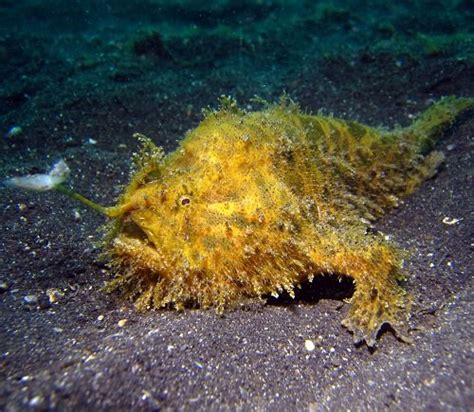 20 Ugly Fish Ugliest Fishes In The World Balcony Garden Web