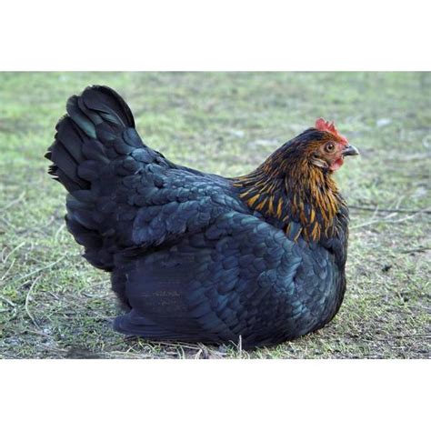 Cackle Hatchery Black Sex Link Pullet Chicken Female F Blain S
