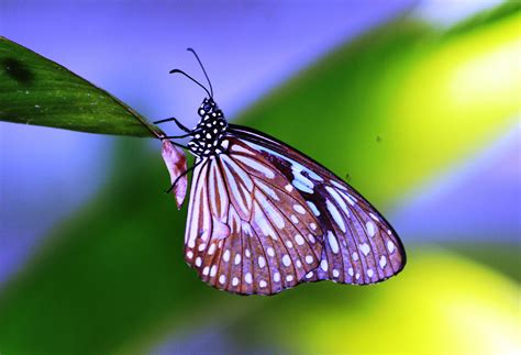 Close Up Photography Of Pink Butterfly Thailand Tirumala Hd Wallpaper