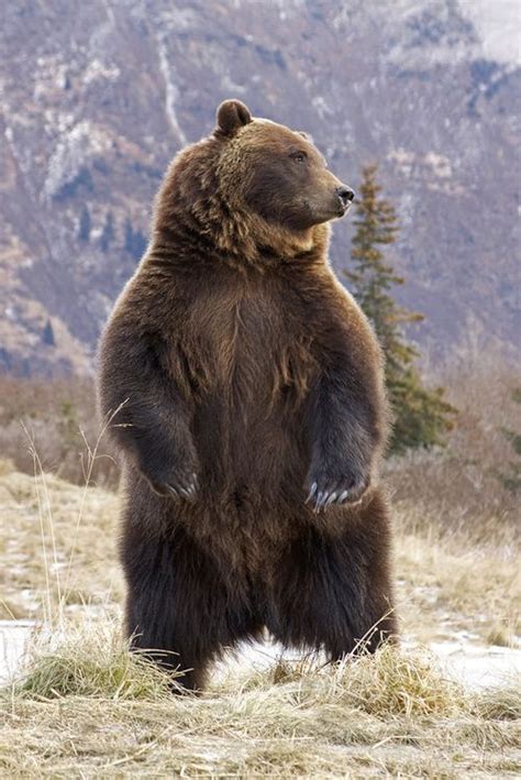 The 25 Best Grizzly Bear Facts Ideas On Pinterest Grizzly Bear