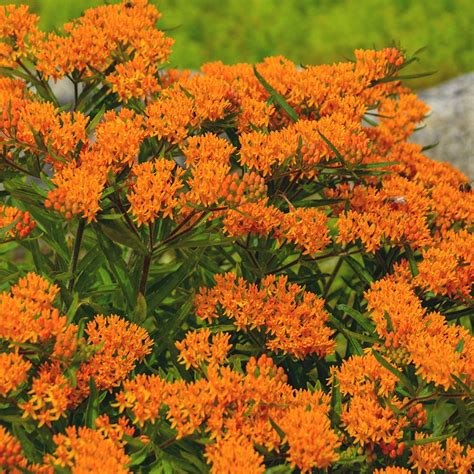 Cottage Farms Direct Perennials 2 Piece Monarch Butterfly Weed