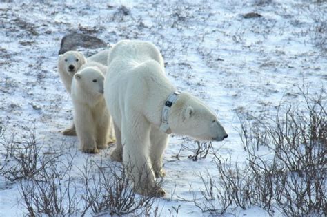 Polar Bears Dropped Gps Collars Reveal How Ice Drifts Scientific