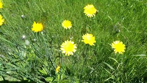 I suoi fiori gialli rimangono aperti solamente se illuminati dal sole. FIORI DI CAMPO, SPONTANEI ED AUTOCTONI - YouTube
