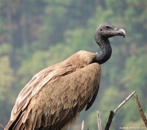 Indian Vulture Bird