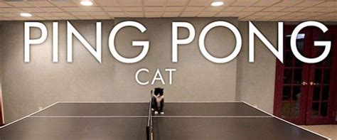 Cat Doesnt Understand Rules Of Ping Pong Still Wins Our Hearts Foster