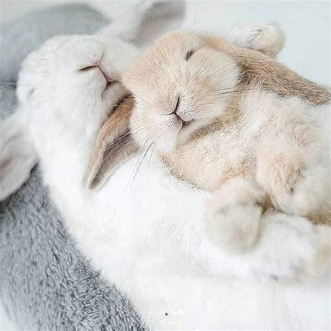 Bunnies Are For Cuddling Not For Testing 🐇💉🚫🐰 📸 Via Bunnies