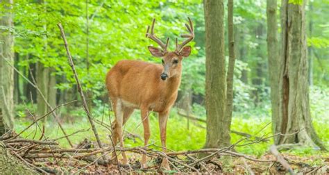 Whitetail Deer Facts What You Need To Know Whitetail Deer Deer