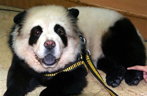 Panda Dog—a New Hybrid Species Or A Cruel Joke Pethelpful