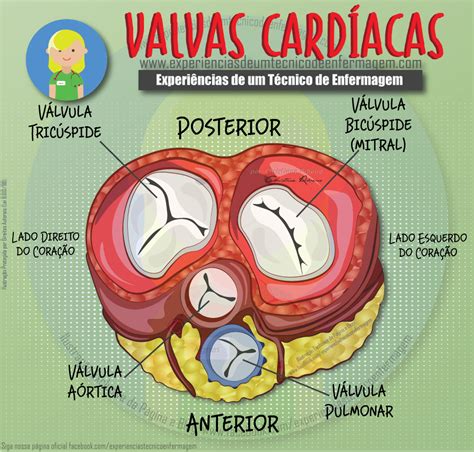 As Valvas Cardíacas Enfermagem Ilustrada