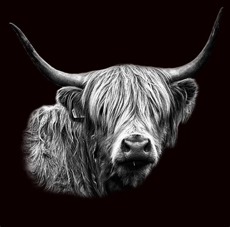 Portrait Of A Highland Cow Photograph By Jm Braat Photography