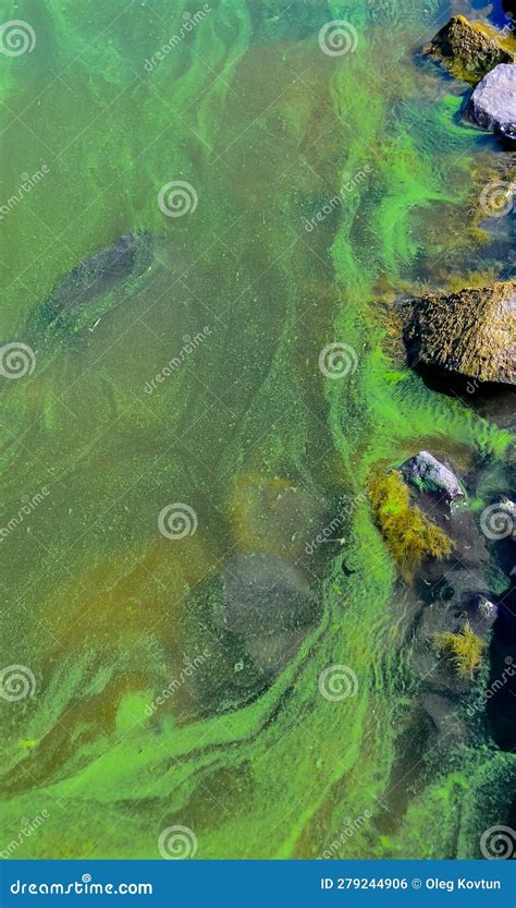 Blue Green Algae Microcystis Aeruginosa Blooms In Yalpug Lake