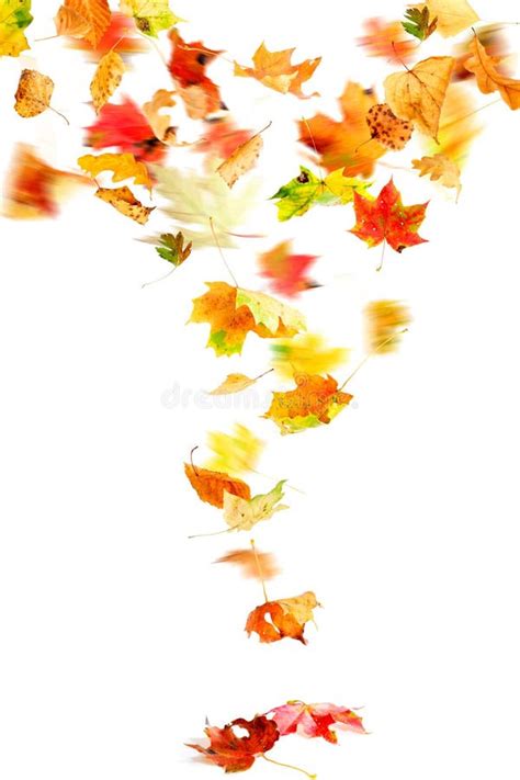 Fallende Herbst Blätter Stockfoto Bild Von Herbst Jahreszeit 15937392